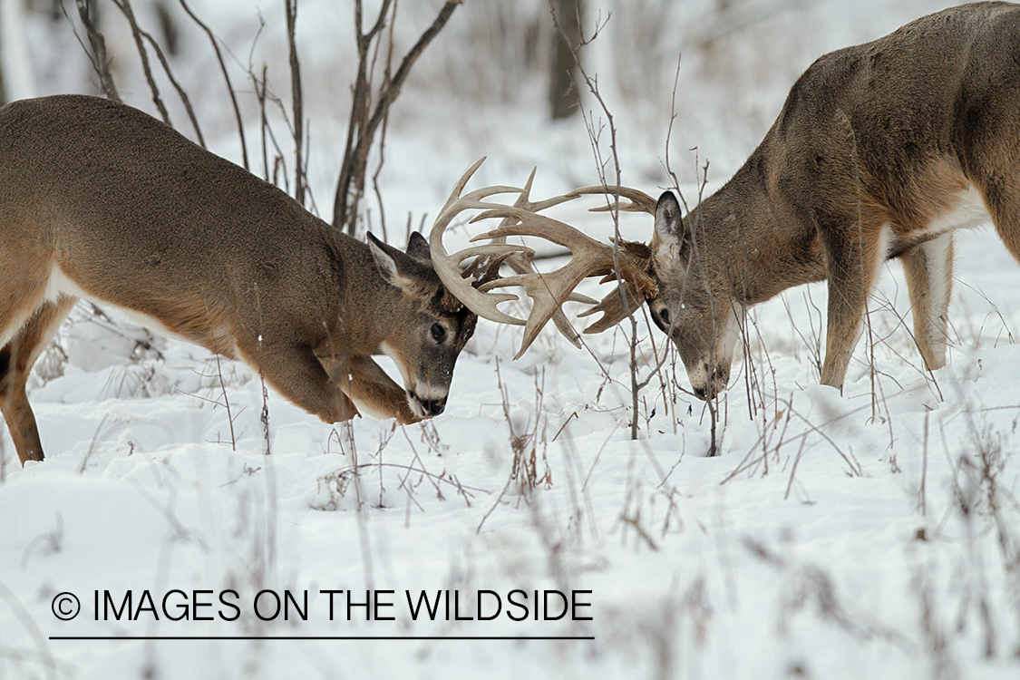 White-tailed bucks fighting.