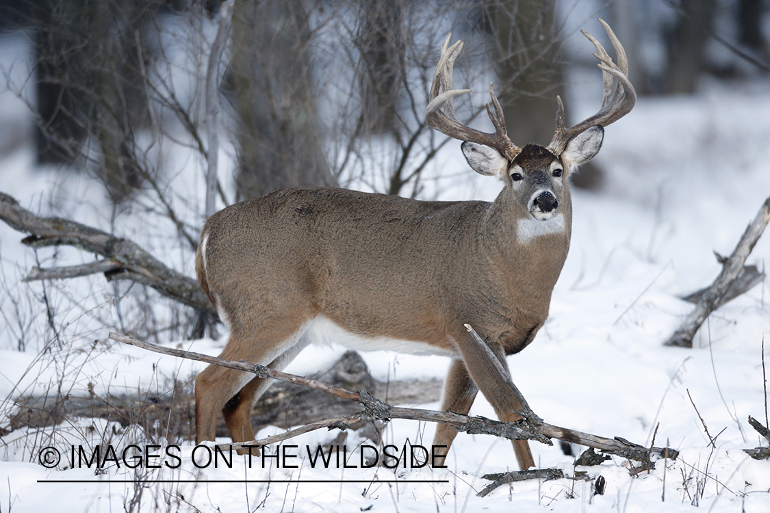 White-tailed buck in habitat.