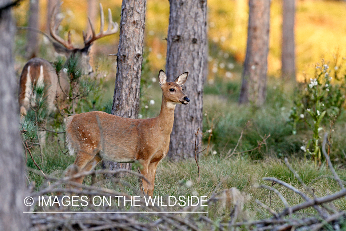 White-tailed doe in habitat.