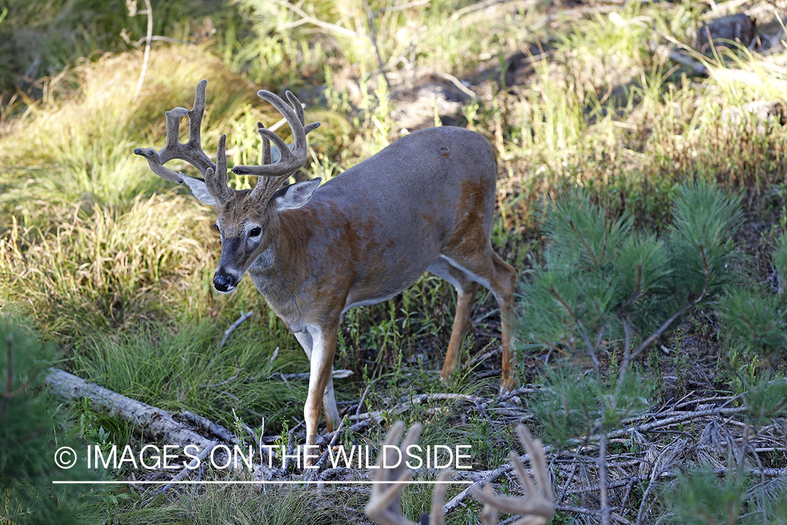 View of white-tailed buck from tree stand. 