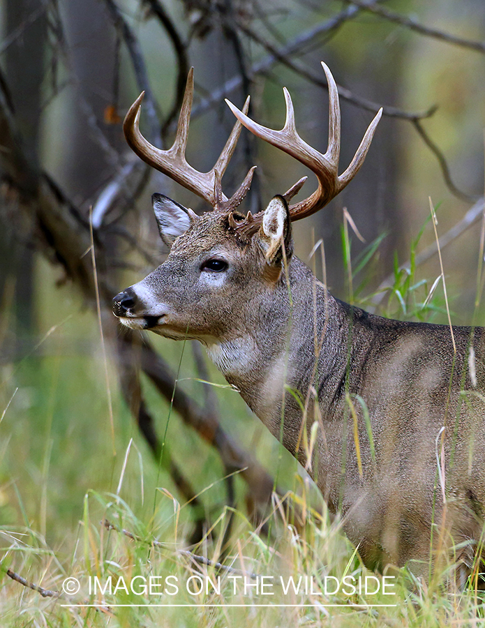 White-tailed buck in habitat.