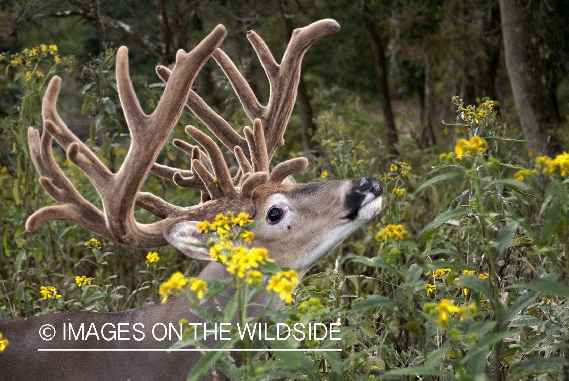 White-tailed buck in velvet.