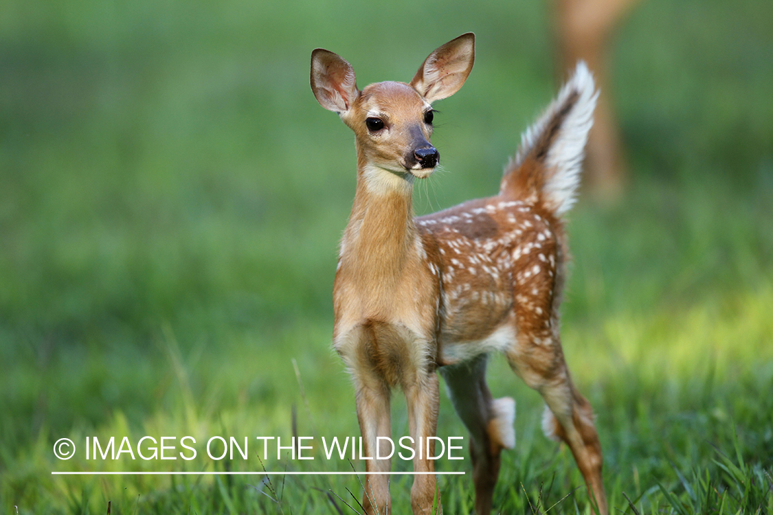 White-tailed fawn in velvet.