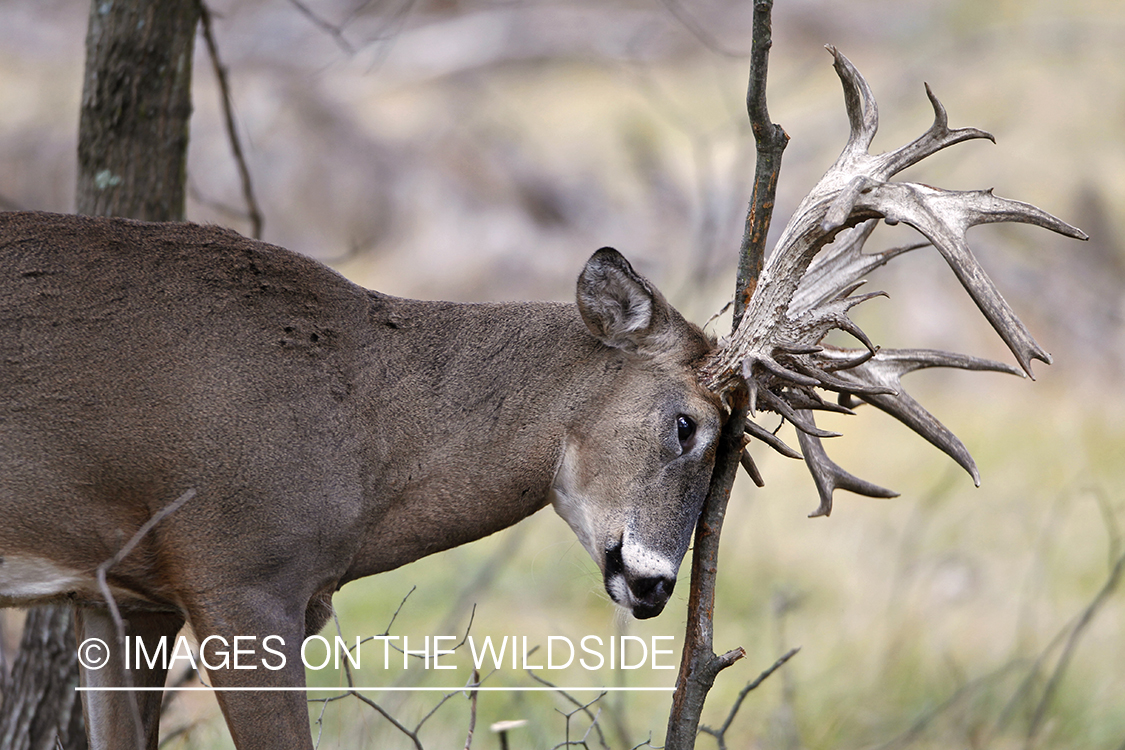 White-tailed buck rubbing antlers on tree.