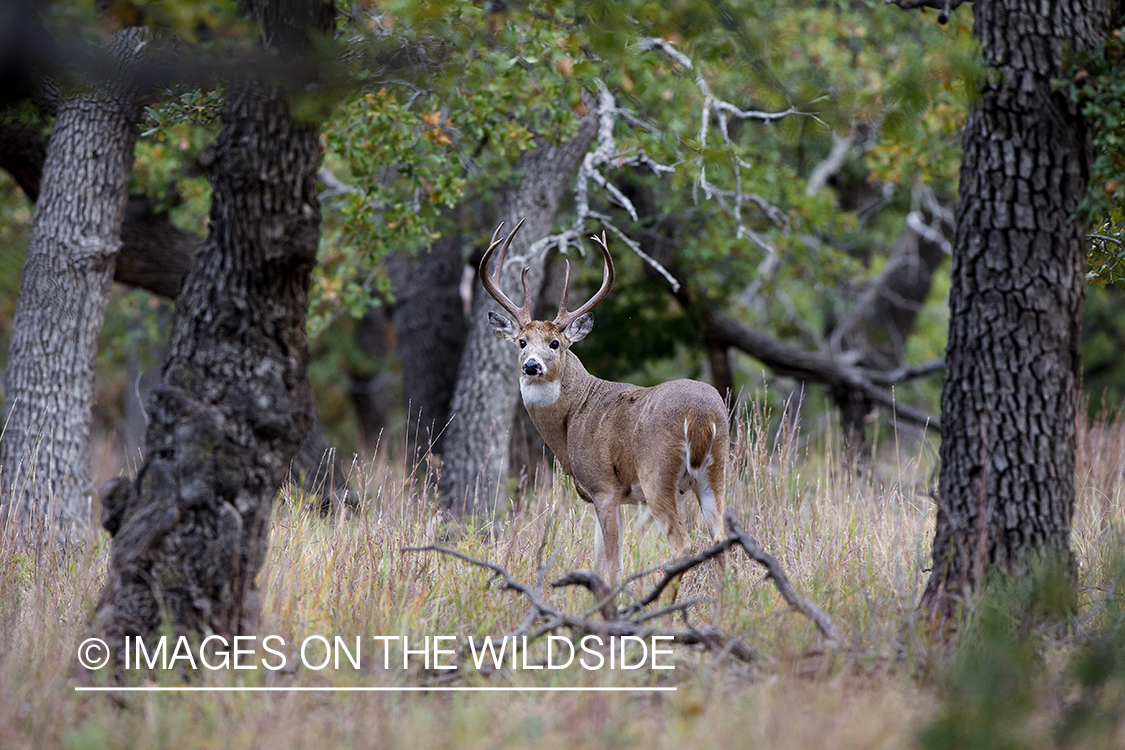 White-tailed buck in habitat.