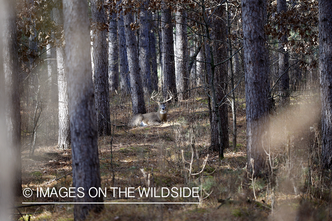 White-tailed buck bedded down.