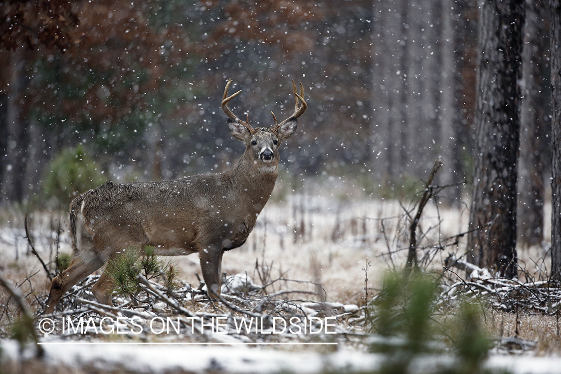 White-tailed buck in winter habitat.