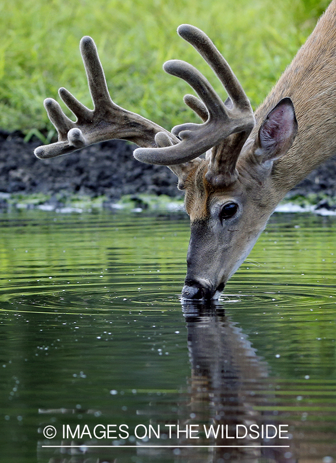 White-tailed Buck in Velvet drinking from spring.