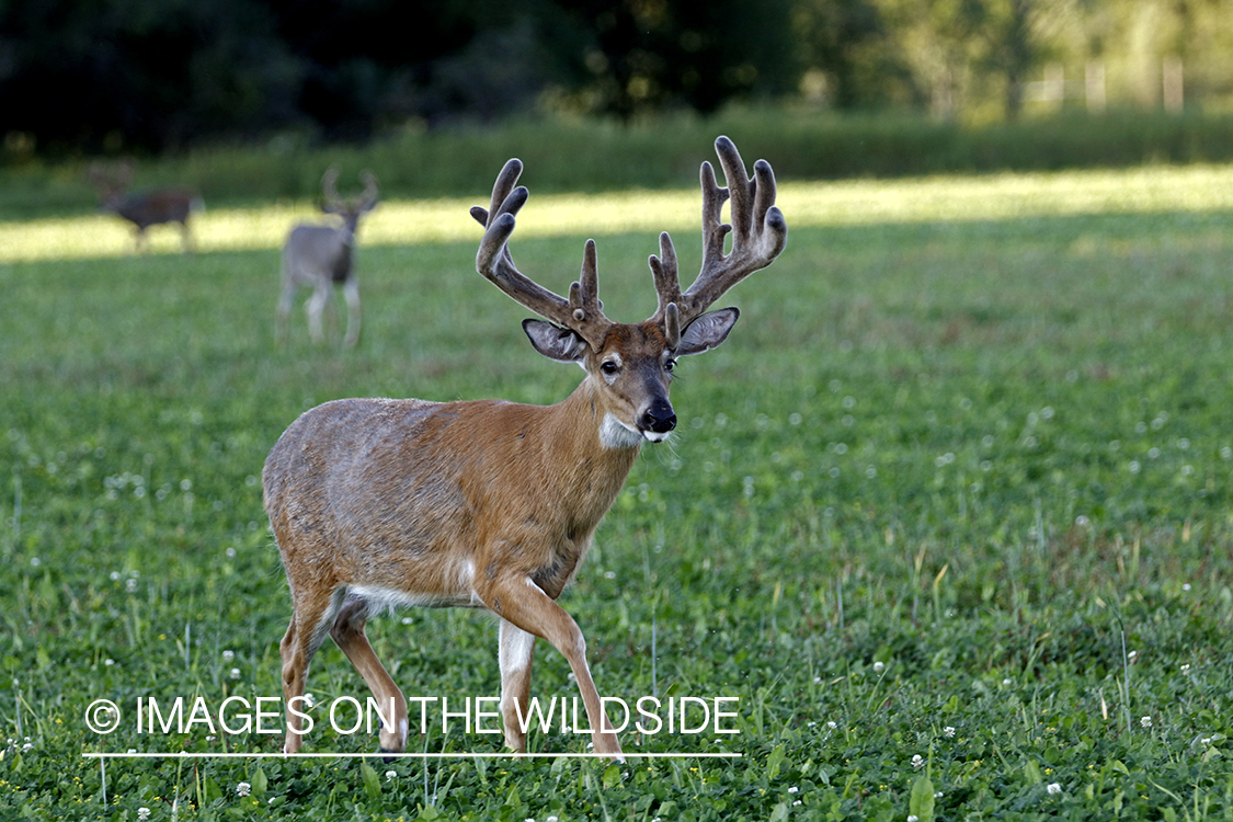 White-tailed bucks in Velvet in food plot.