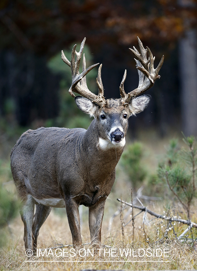 White-tailed buck in woods.