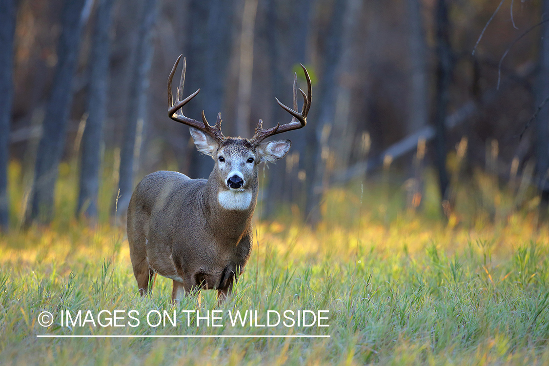 White-tailed buck in fall field.