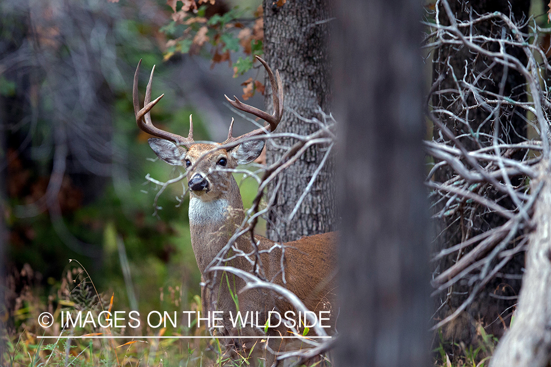 White-tailed buck in habitat.