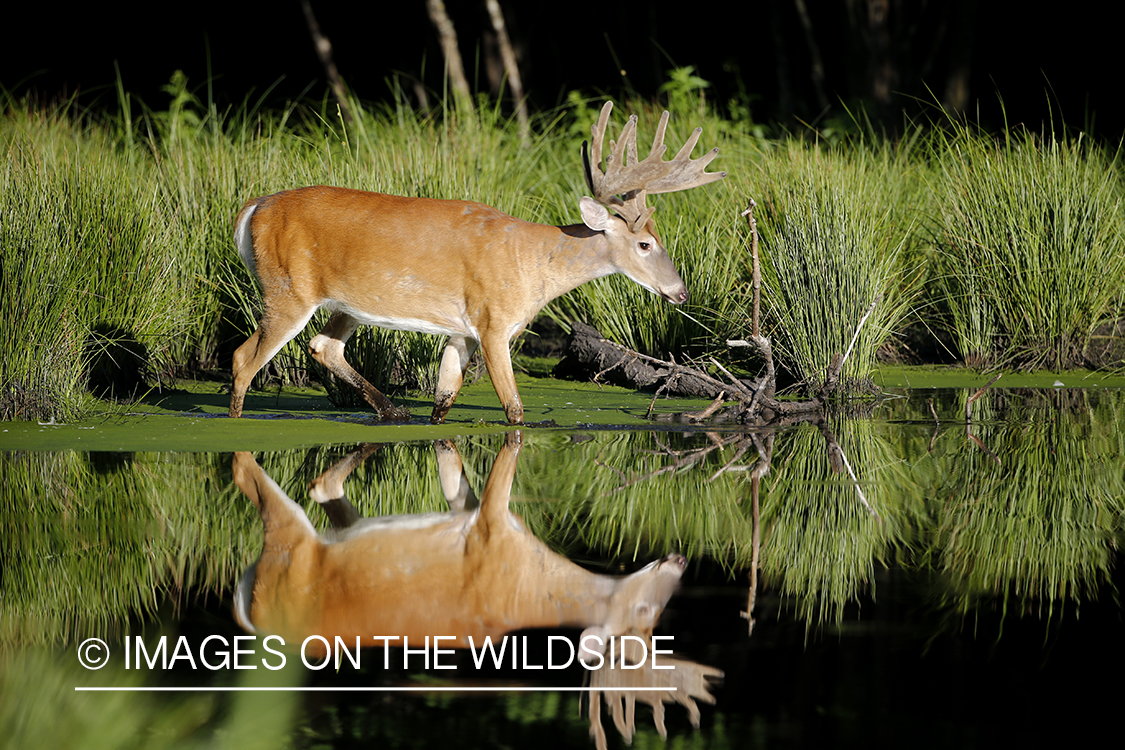 White-tailed buck in velvet next to water.