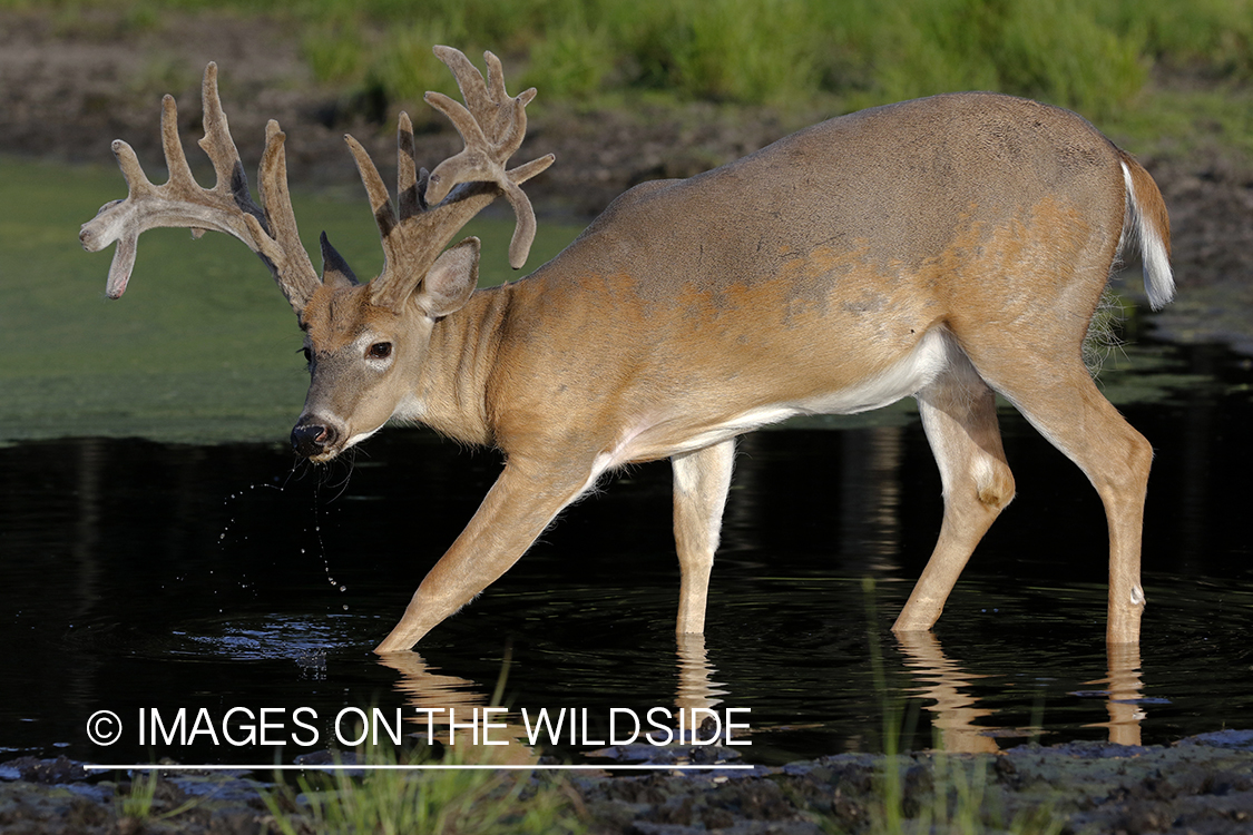 White-tailed buck in velvet.