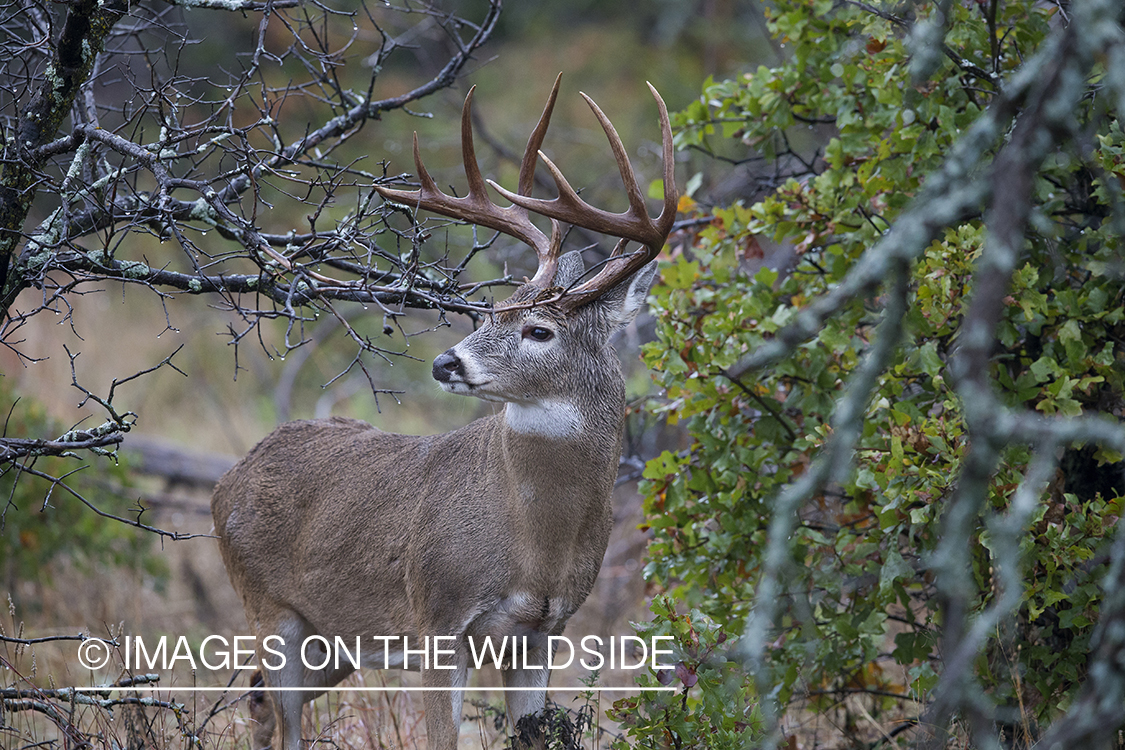 White-tailed buck in field.