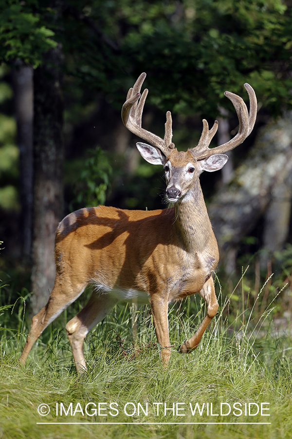 White-tailed buck in field.