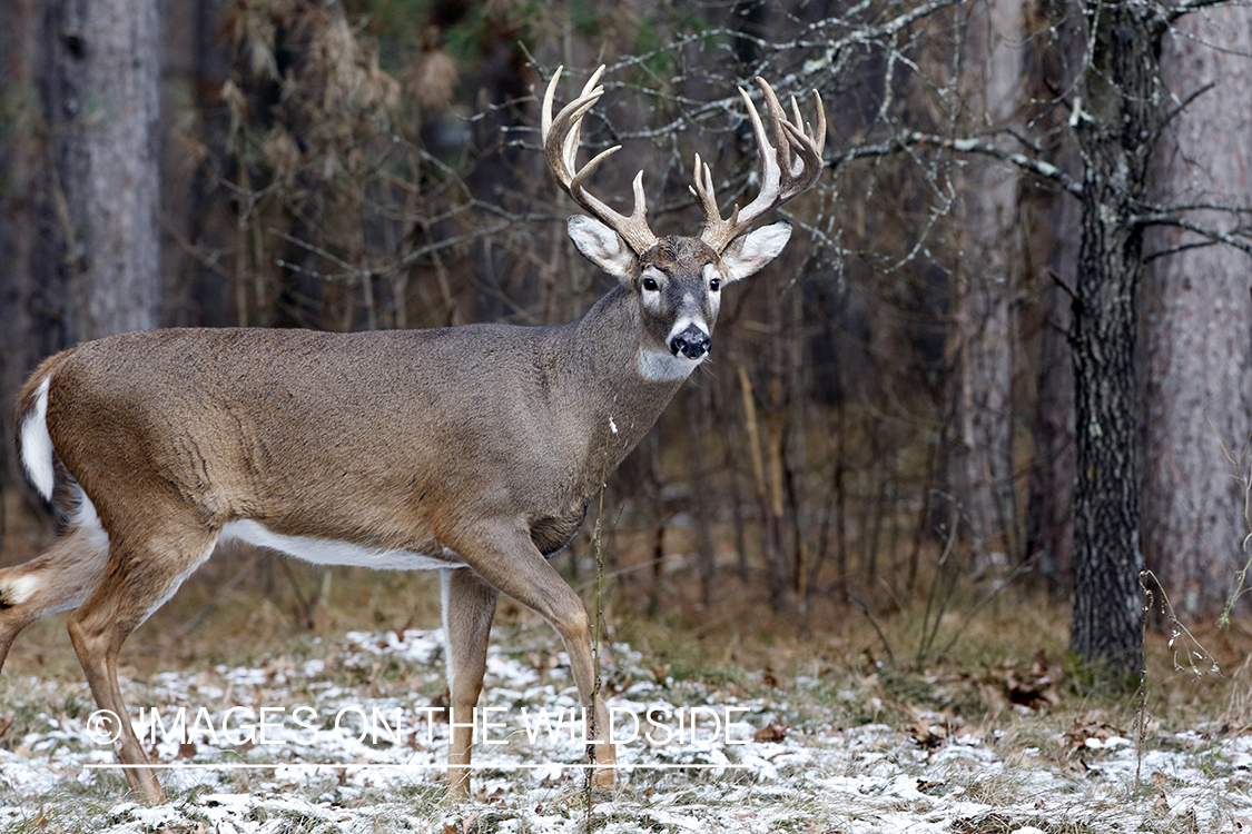 White-tailed buck in field.