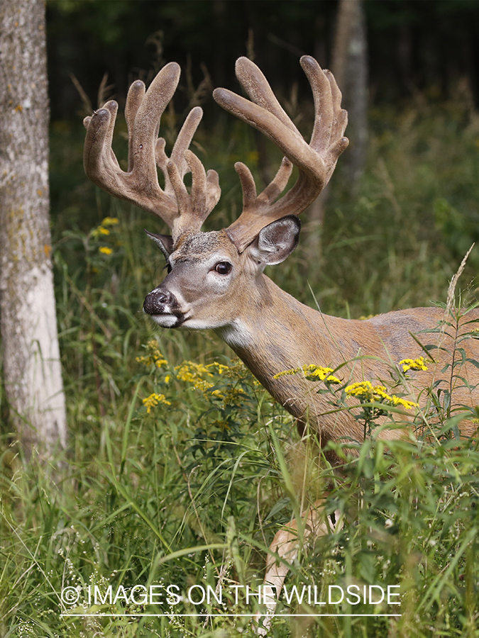 White-tailed buck in Velvet.