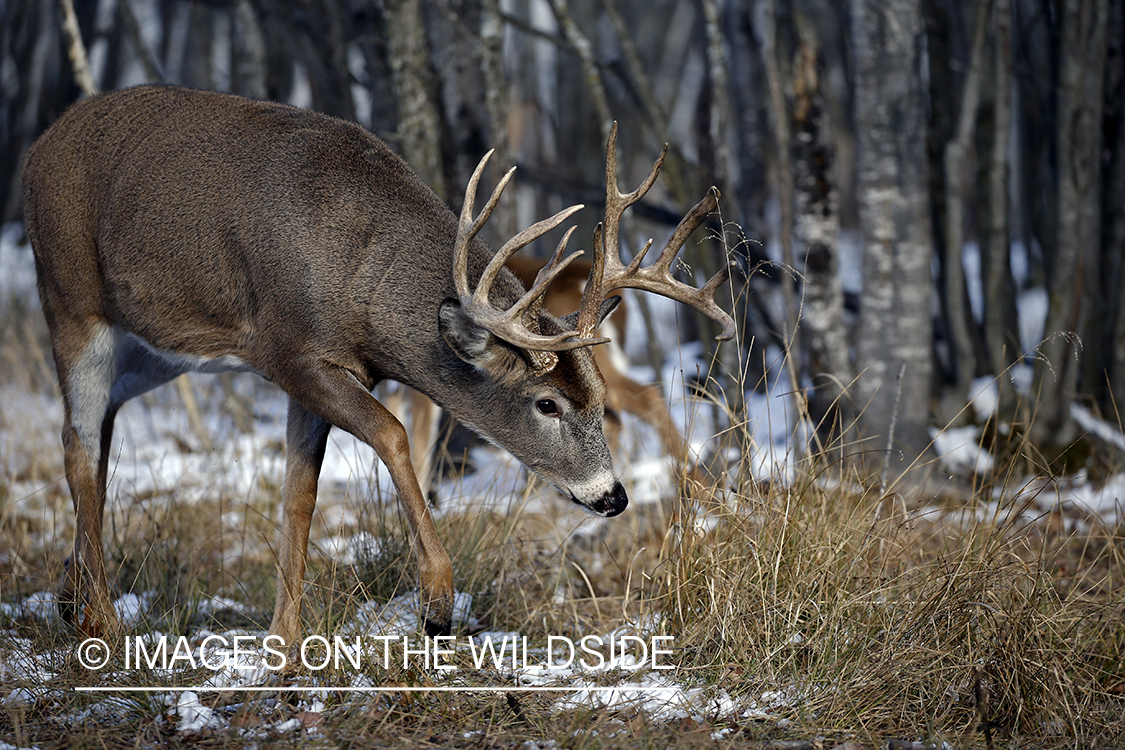 White-tailed buck in the rut.