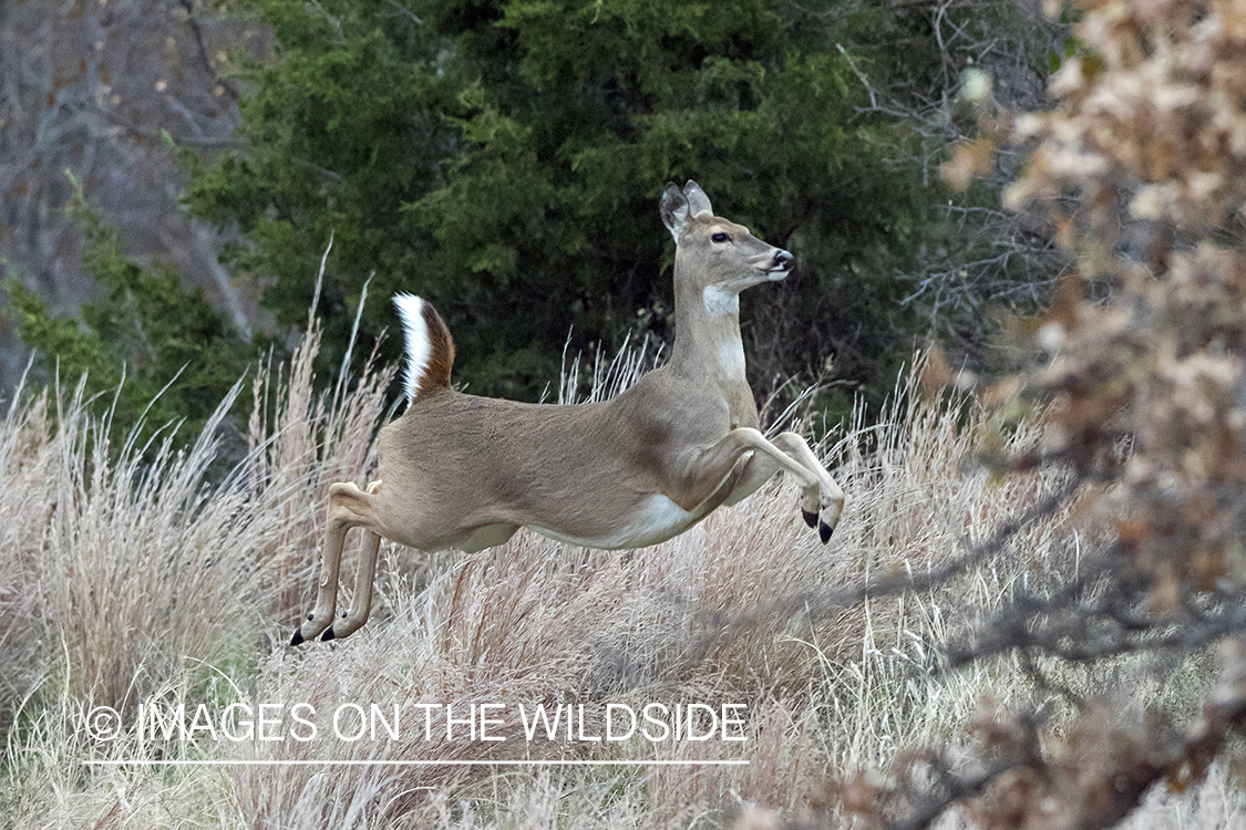 White-tailed doe in field.