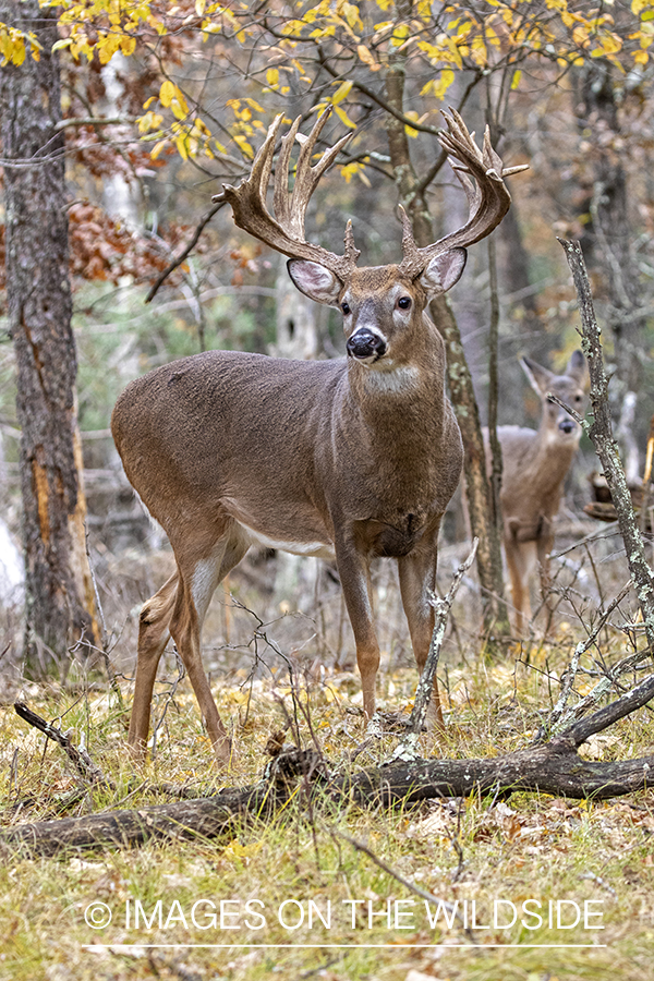 White-tailed buck in field.