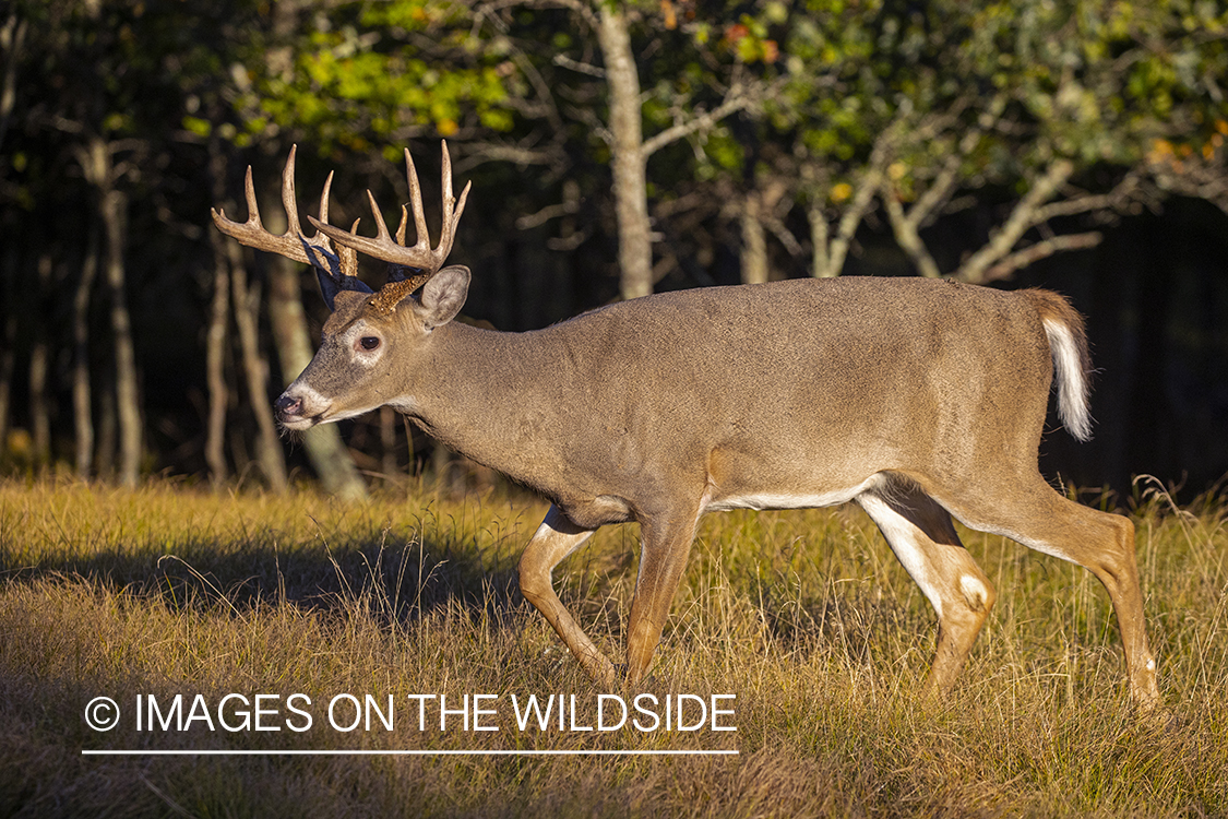 White-tailed buck in field.