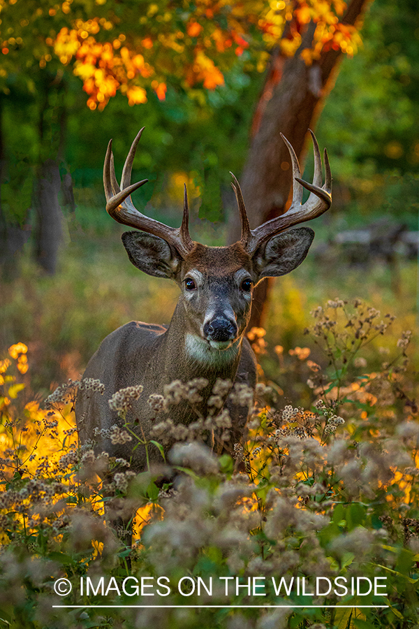 White-tailed buck in habitat.