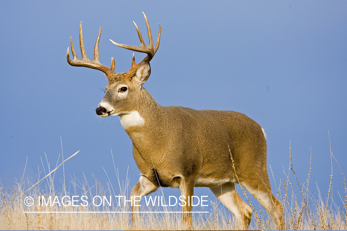 White-tailed deer in habitat