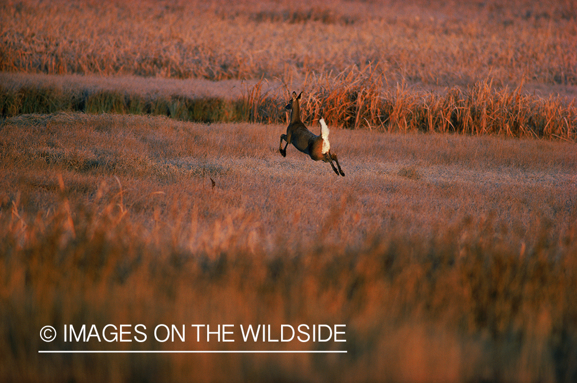 White-tailed doe running across field