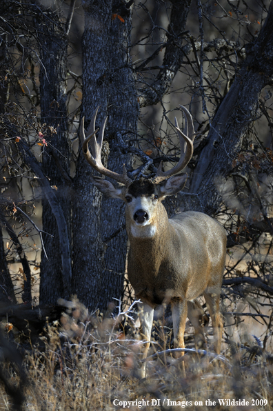 Blacktail buck in habitat.