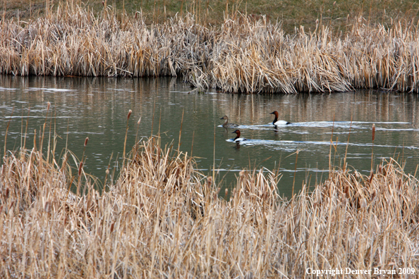 Canvasback Ducks on water