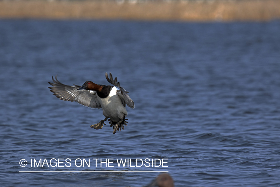 Canvasback in flight.