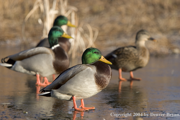 Mallards on ice.