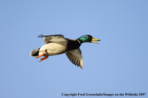 Mallard duck