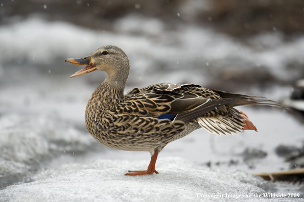 Mallard hen in winter scene