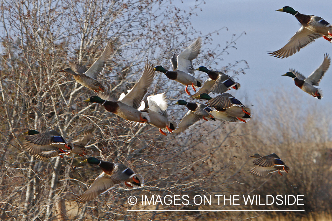 Flock of Mallards in flight.