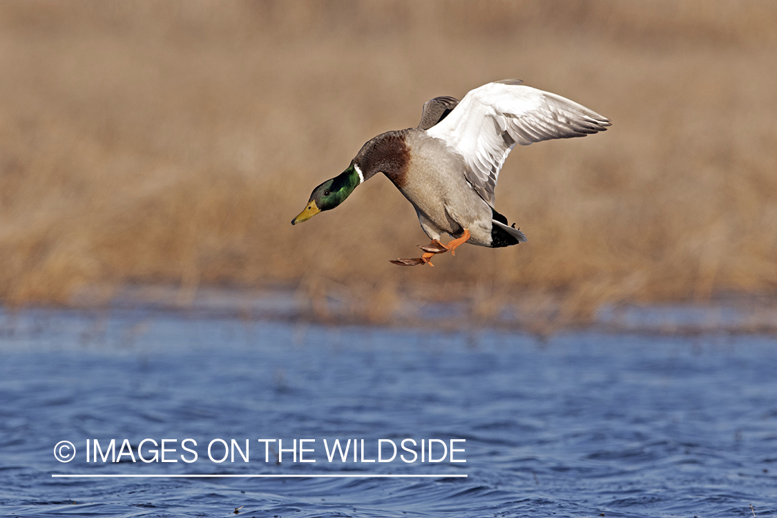 Mallard drake in flight.