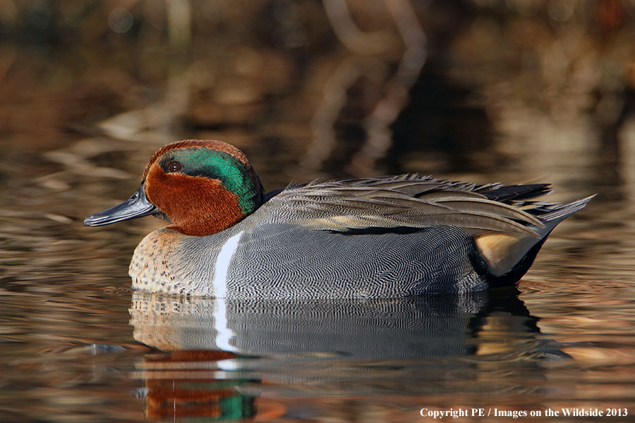 Green-winged Teal drake in habitat.