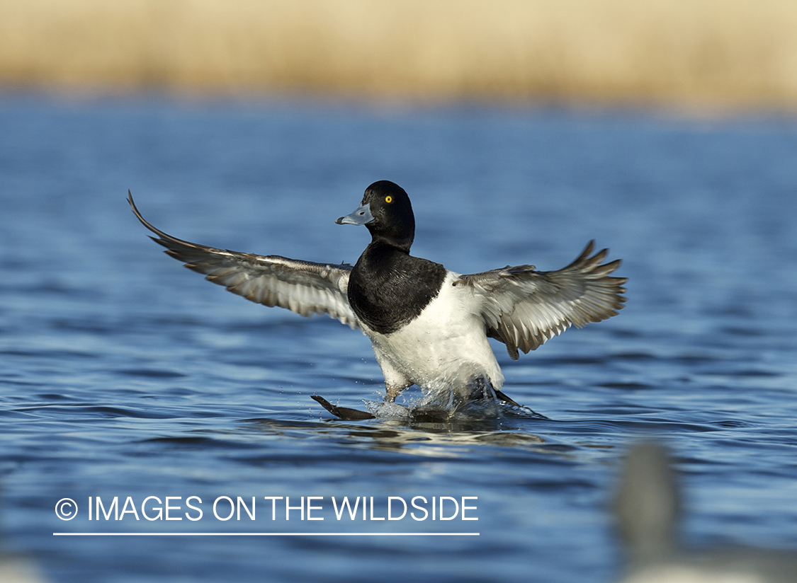 Lesser Scaup duck landing with decoys.