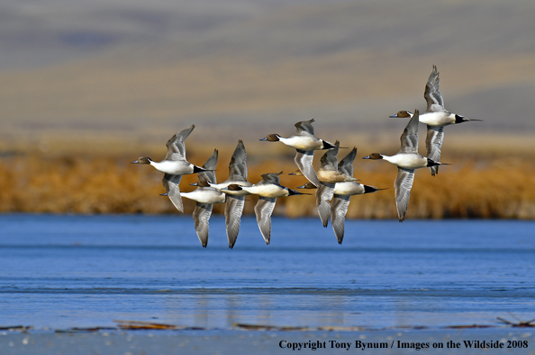 Pintails in habitat