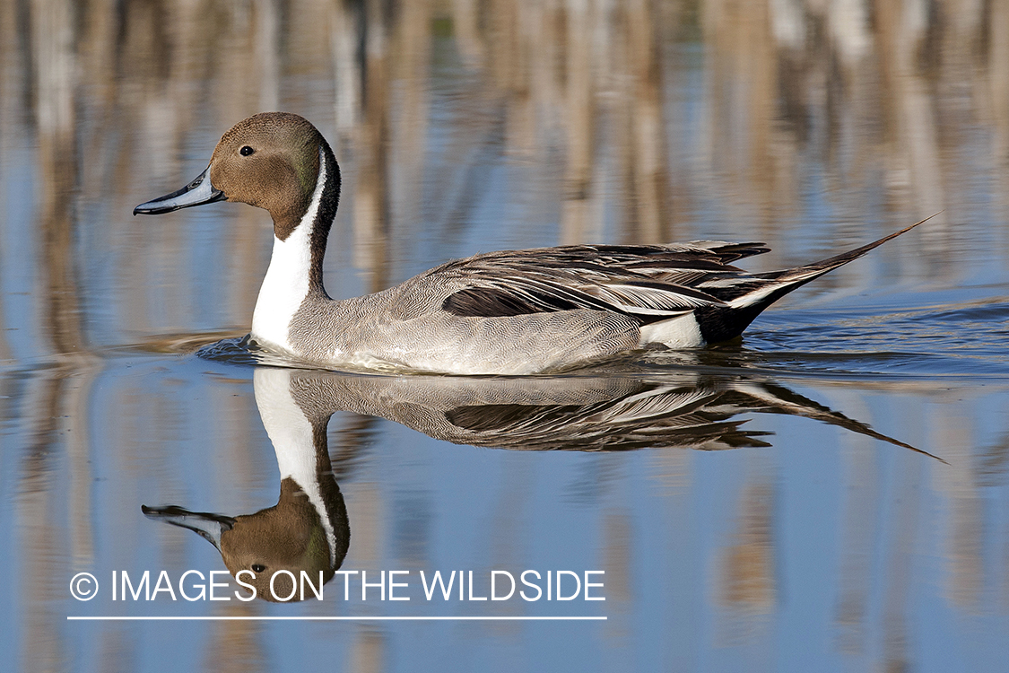 Pintail in habitat.