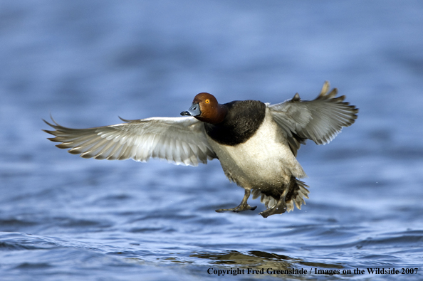 Redhead duck in habitat