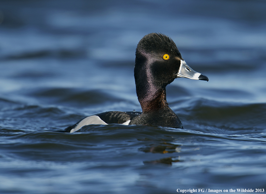 Ring-necked duck in habitat.