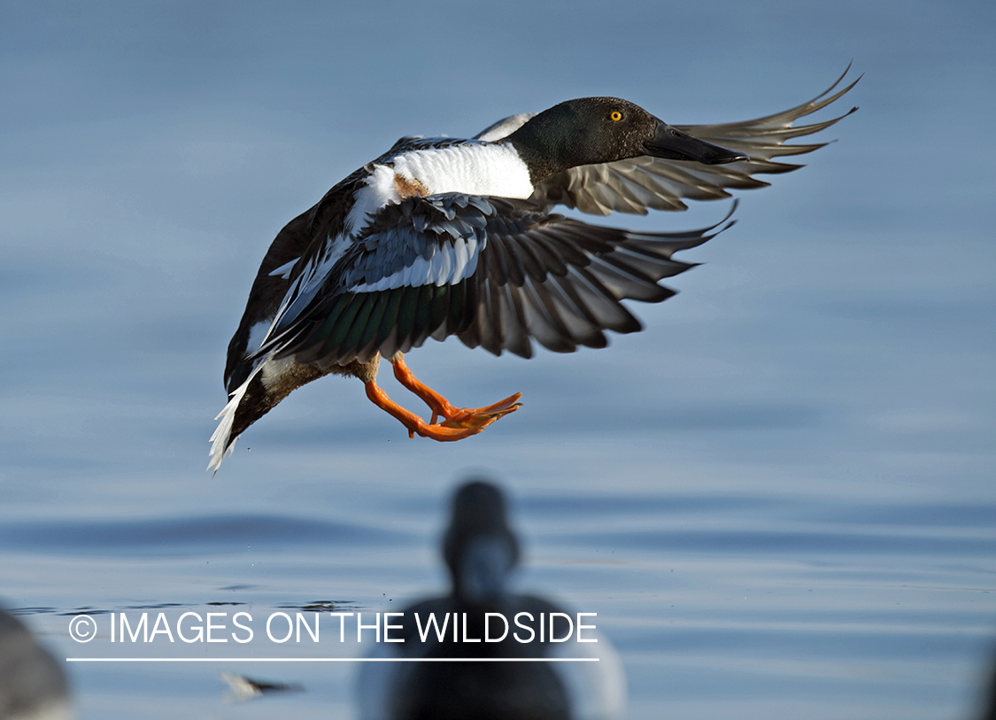 Shoveler in flight.