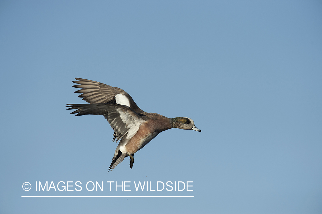 Wigeon in flight.