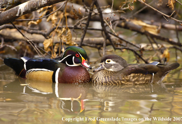 Wood duck pair