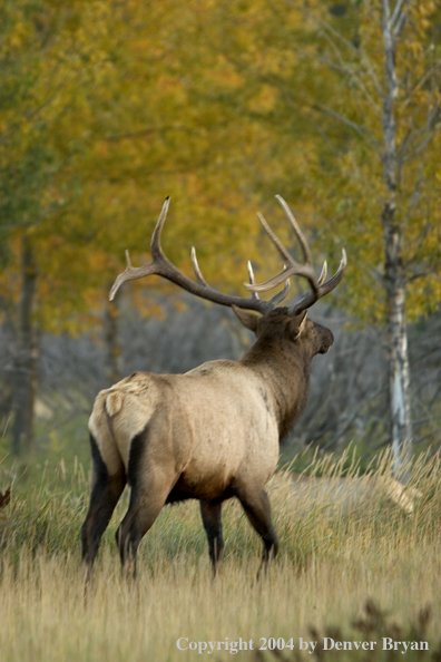 Rocky Mountain bull elk in habitat.