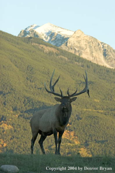 Rocky Mountain bull elk in habitat.