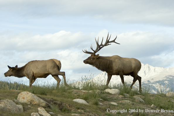 Rocky Mountain bull elk following cow elk.