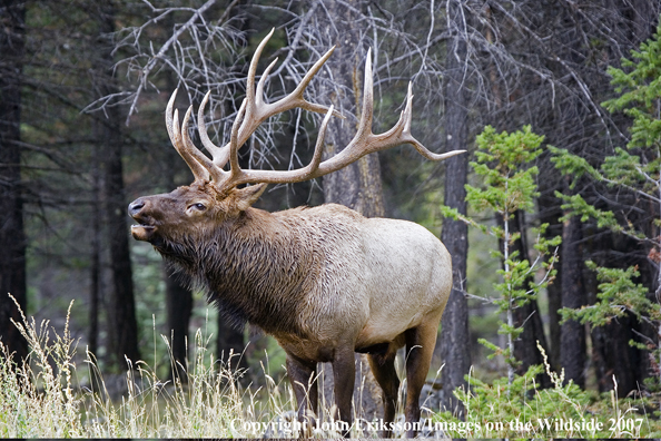 Elk in habitat